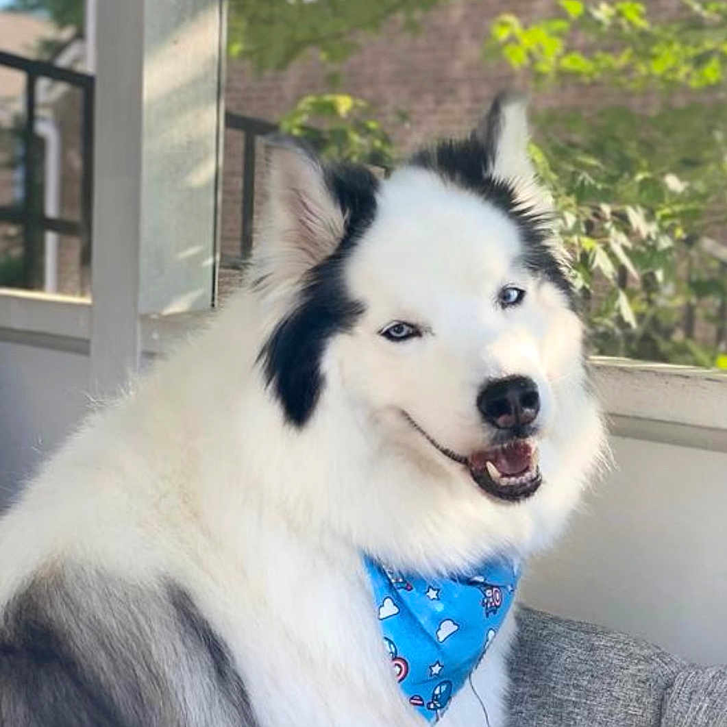Styliani Kostantini is registered to the contest to win money with this photo: black_fur, blue_bandana, blue_eyes, canine, couch, cute, dog, domestic_animal, fluffy, greenery, happy, indoor, pet, portrait, relaxed, sitting, smiling, sunlight, white_fur, window