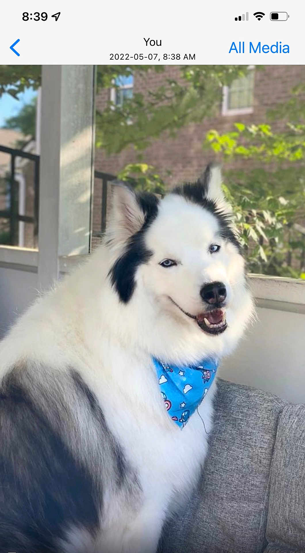 Styliani Kostantini is registered to the contest to win money with this photo: dog, fluffy, blue_bandana, smiling, couch, indoor, window, greenery, sunlight, pet, happy, white_fur, black_fur, blue_eyes, sitting, portrait, domestic_animal, canine, relaxed, cute