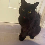 Lucky joined the competition — help win amazing prizes! black_cat, cat, pet, indoor, floor, door, fur, animal, whiskers, tongue_out, curious, cute, feline, domestic_cat, eyes, ears, paw, home, curiosity, fluffy