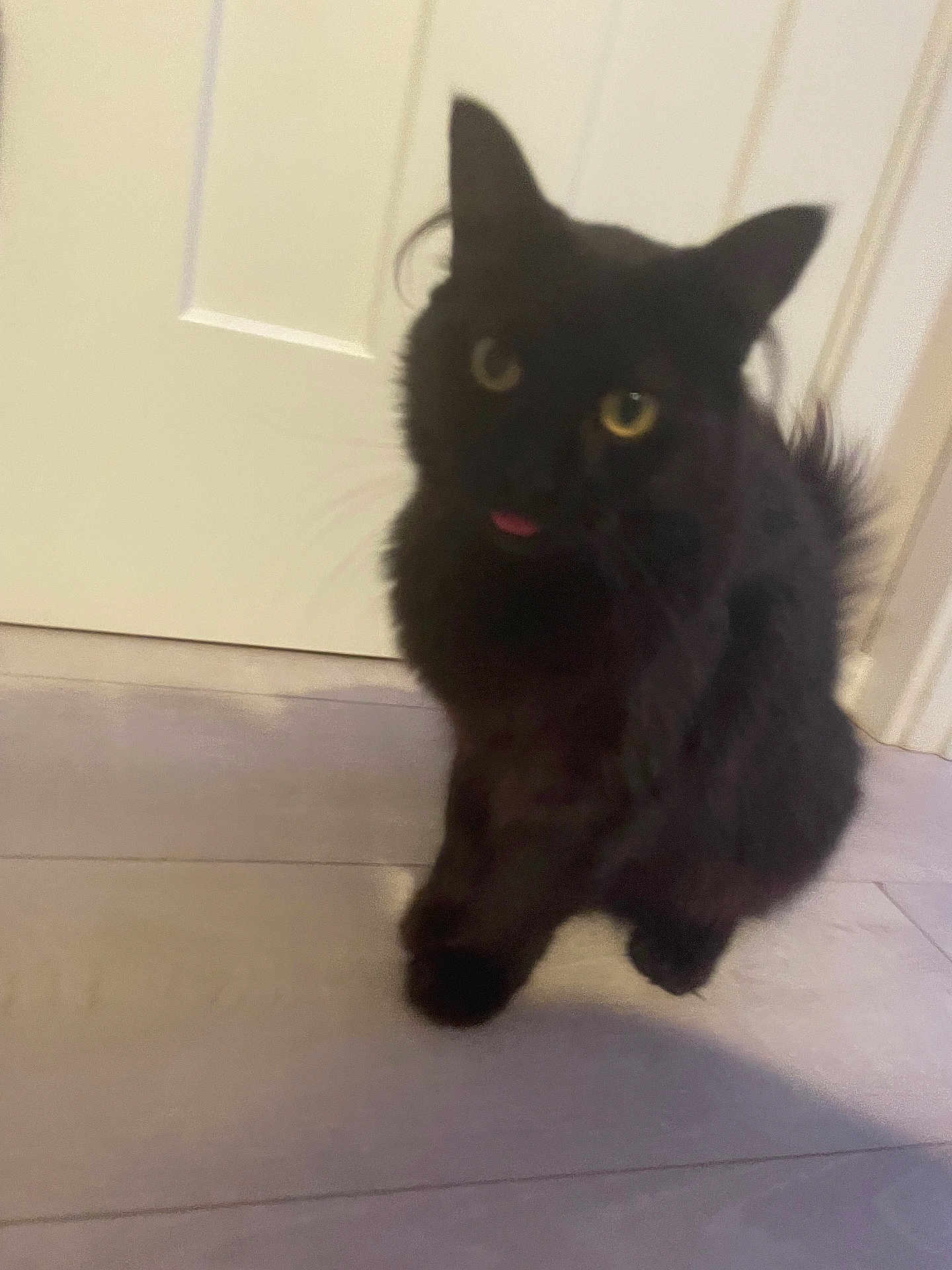 Lucky joined the competition — help win amazing prizes! black_cat, cat, pet, indoor, floor, door, fur, animal, whiskers, tongue_out, curious, cute, feline, domestic_cat, eyes, ears, paw, home, curiosity, fluffy