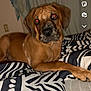 dog, brown_dog, bed, blanket, indoor, curtain, wall, animal, pet, lying_down, looking_at_camera, flash, red_eyes, canine, mammal, sleeping_area, comfort, resting, furniture, domestic_animal