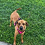 dog, canine, pet, grass, greenery, sidewalk, outdoor, harness, leash, brown_dog, animal, mammal, walking, nature, daylight, alert, looking, ears, tail, four_legs