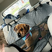 Lucy Reynolds joined the competition — help win amazing prizes! dog, car_interior, backseat, seat_cover, harness, window, headrest, person, seat, dog_looking, leash, blue_harness, protective_cover, blanket, car_seat, pet, travel, road_trip, inside_car, curious_expression