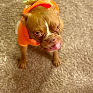 Marley joined the competition — help win amazing prizes! dog, brown_dog, orange_outfit, carpet, pet, tongue_out, playful, indoor, cute, animal, canine, furry, small_dog, looking_up, expression, texture, floor, domestic_animal, adorable, mammal