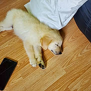 Duke is registered to the contest to win money with this photo: animal, black_phone, canine, cozy, cute, dog, domestic_animal, flooring, fur, indoor, light_brown, pet, puppy, relaxation, resting, sleeping, smartphone, white_cloth, wooden_floor, young_dog