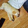 animal, black_phone, canine, cozy, cute, dog, domestic_animal, flooring, fur, indoor, light_brown, pet, puppy, relaxation, resting, sleeping, smartphone, white_cloth, wooden_floor, young_dog