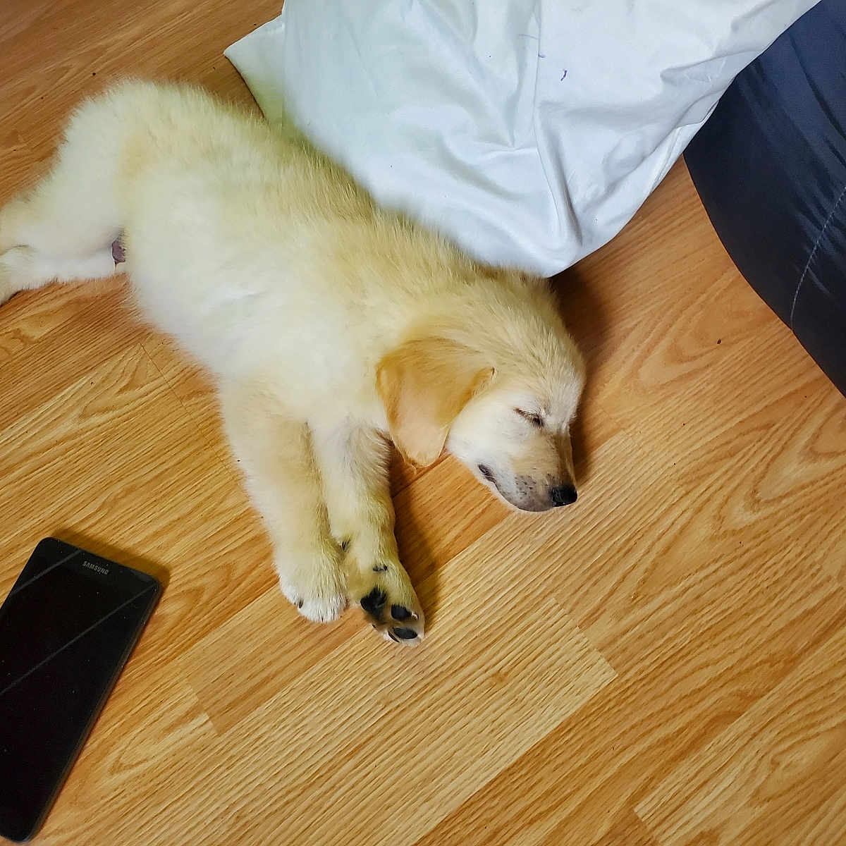 Duke is registered to the contest to win money with this photo: animal, black_phone, canine, cozy, cute, dog, domestic_animal, flooring, fur, indoor, light_brown, pet, puppy, relaxation, resting, sleeping, smartphone, white_cloth, wooden_floor, young_dog