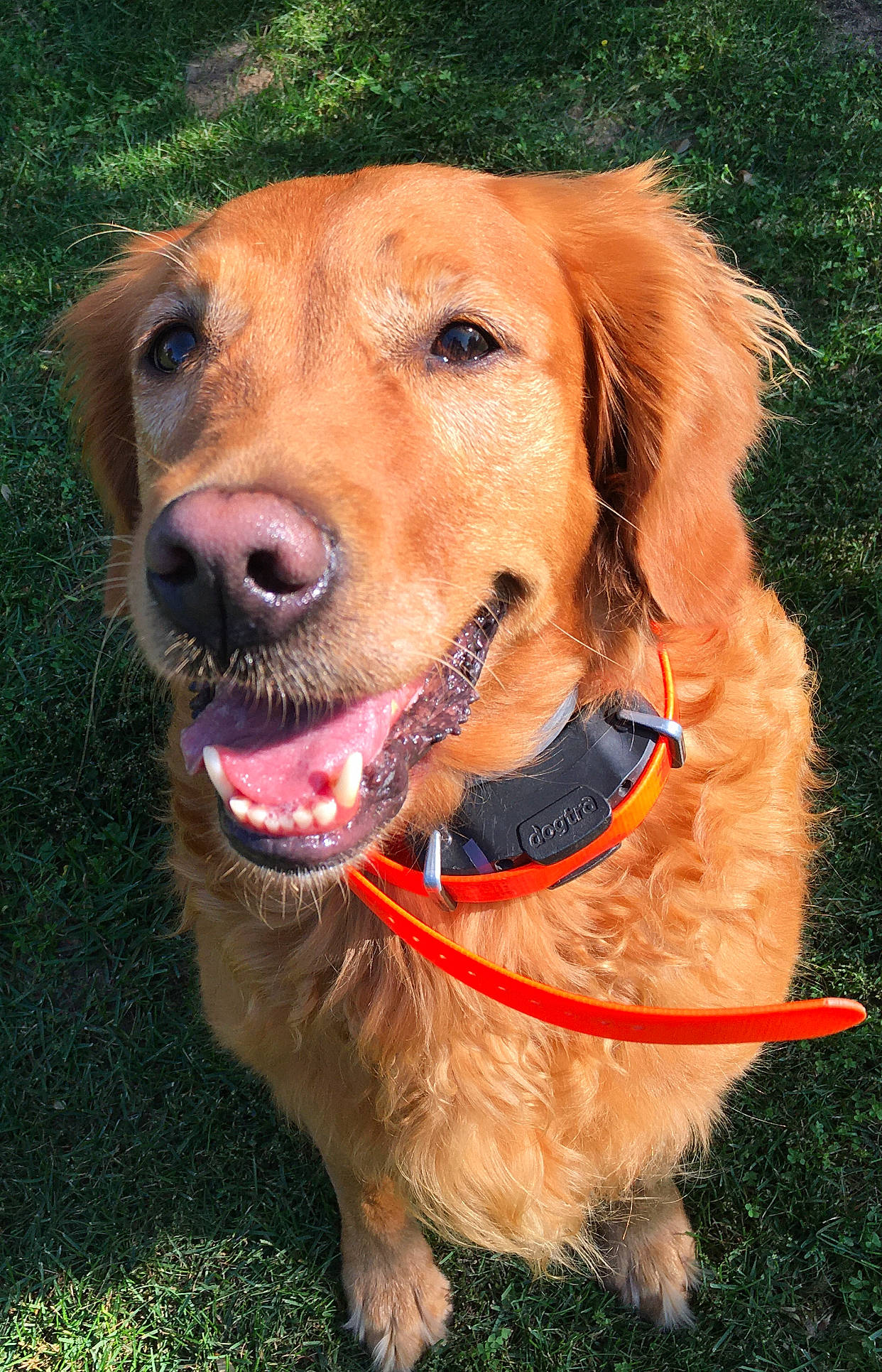 Benelli is registered to the contest to win money with this photo: canidae, carnivore, collar, companion_dog, dog, dog_breed, dog_collar, dog_supply, fawn, fur, golden_retriever, grass, gun_dog, liver, plant, retriever, snout, sporting_group, whiskers, working_animal