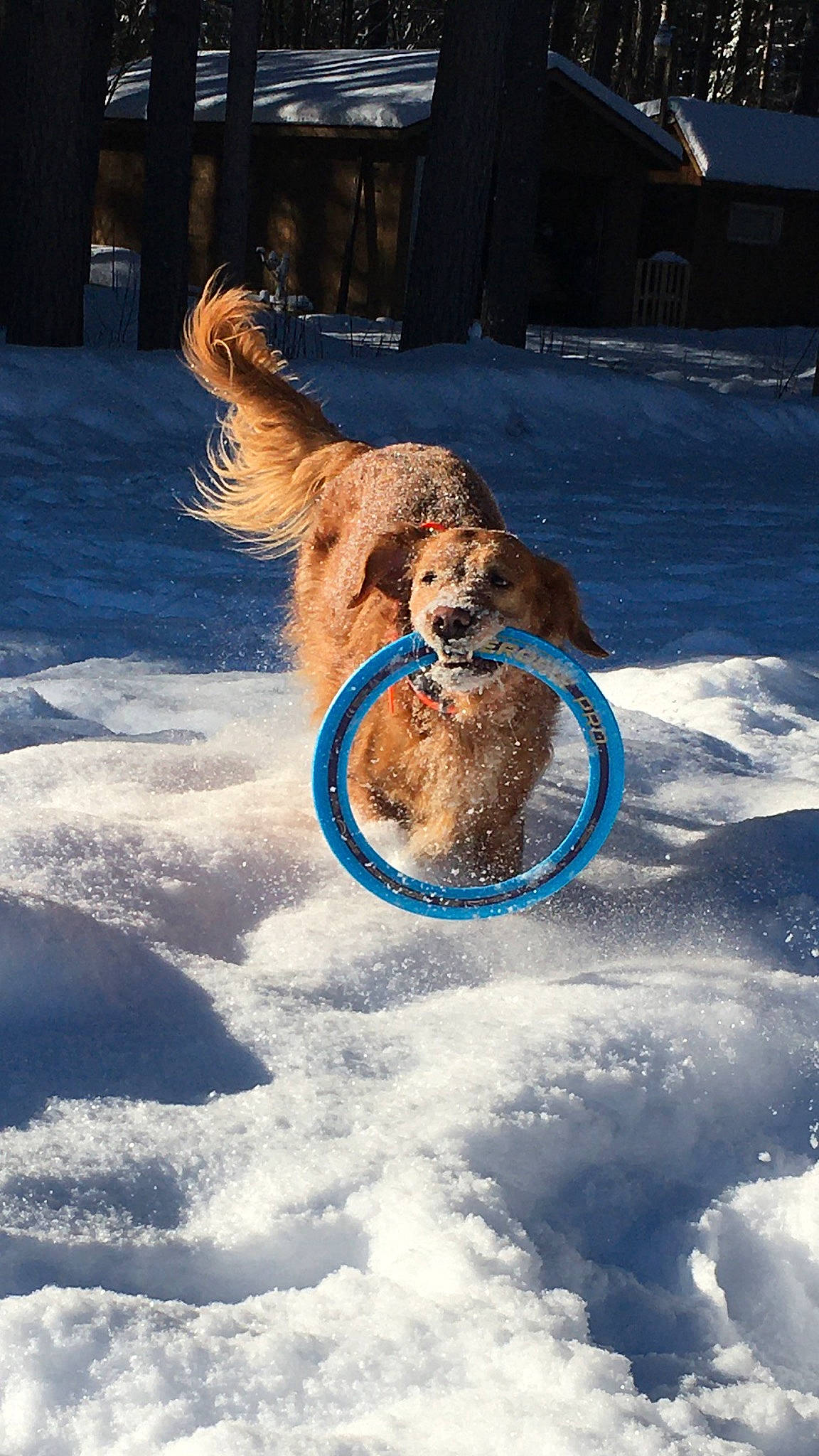 Benelli is registered to the contest to win money with this photo: canidae, carnivore, collar, companion_dog, dog, dog_breed, dog_collar, dog_supply, fawn, freezing, fun, leash, pet_supply, recreation, snout, snow, sporting_group, tail, toy_dog, winter