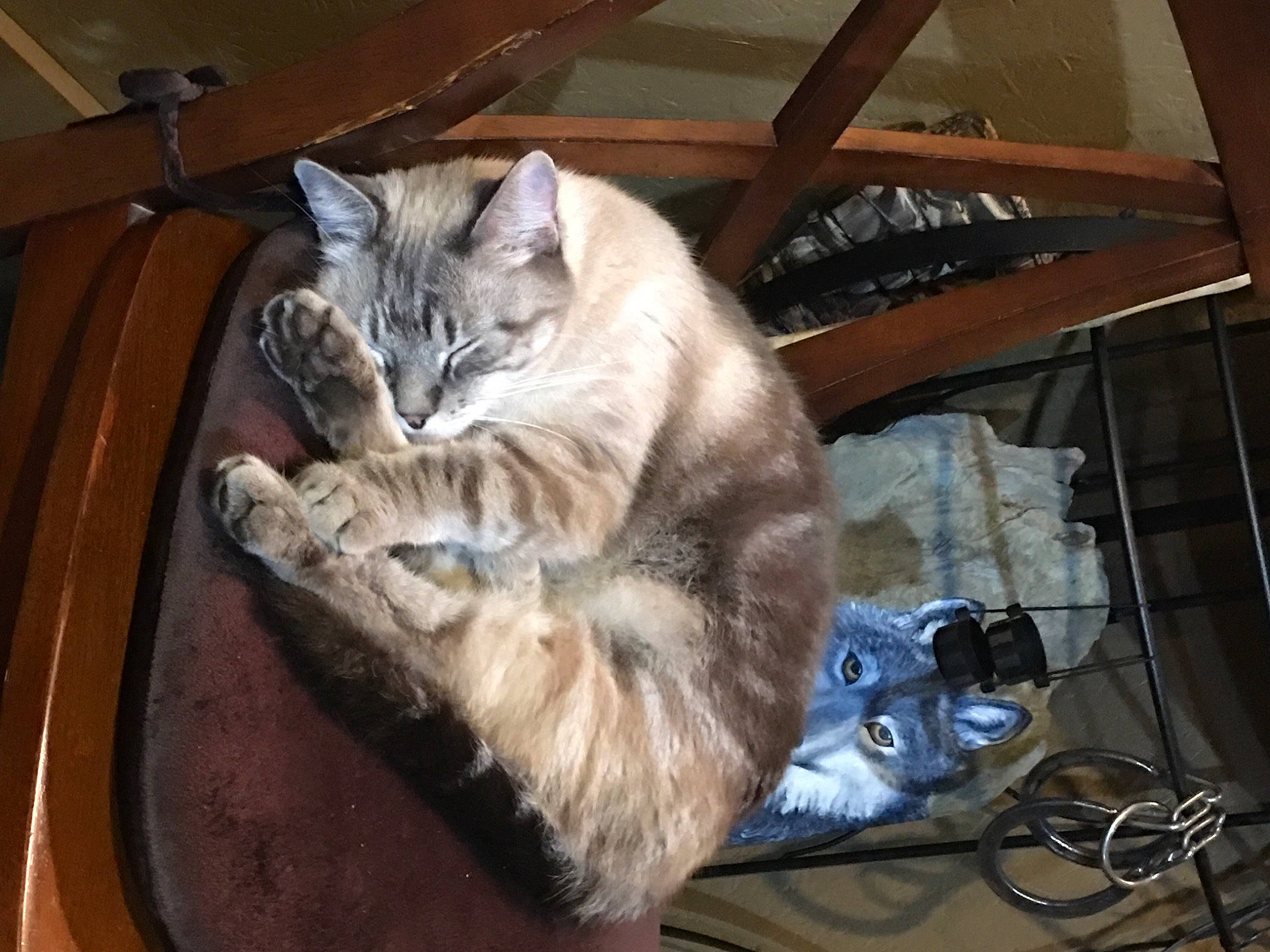 Caesar joined the competition — help win amazing prizes! animal_shelter, box, carnivore, cat, claw, comfort, domestic_short_haired_cat, fawn, felidae, fur, paw, small_to_medium_sized_cats, tail, vehicle, whiskers, wood