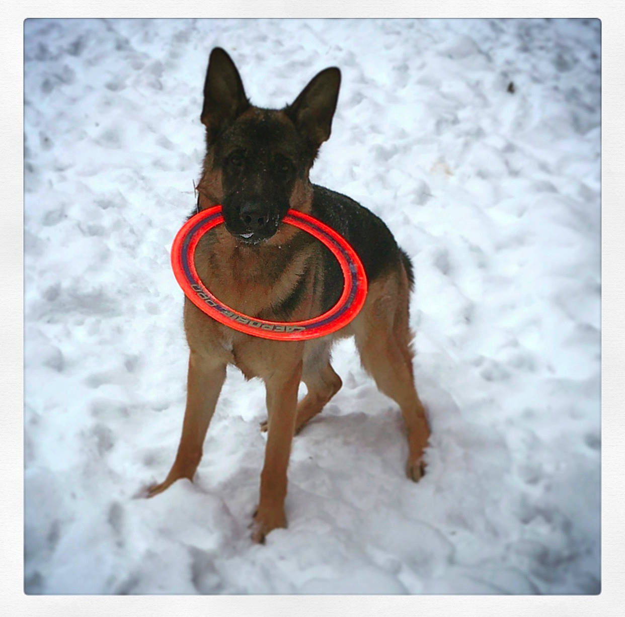 Franchi joined the competition — help win amazing prizes! canidae, carnivore, collar, companion_dog, dog, dog_breed, dog_clothes, dog_collar, dog_supply, fashion_accessory, fawn, guard_dog, pet_supply, snout, snow, sporting_group, tail, toy_dog, working_animal, working_dog