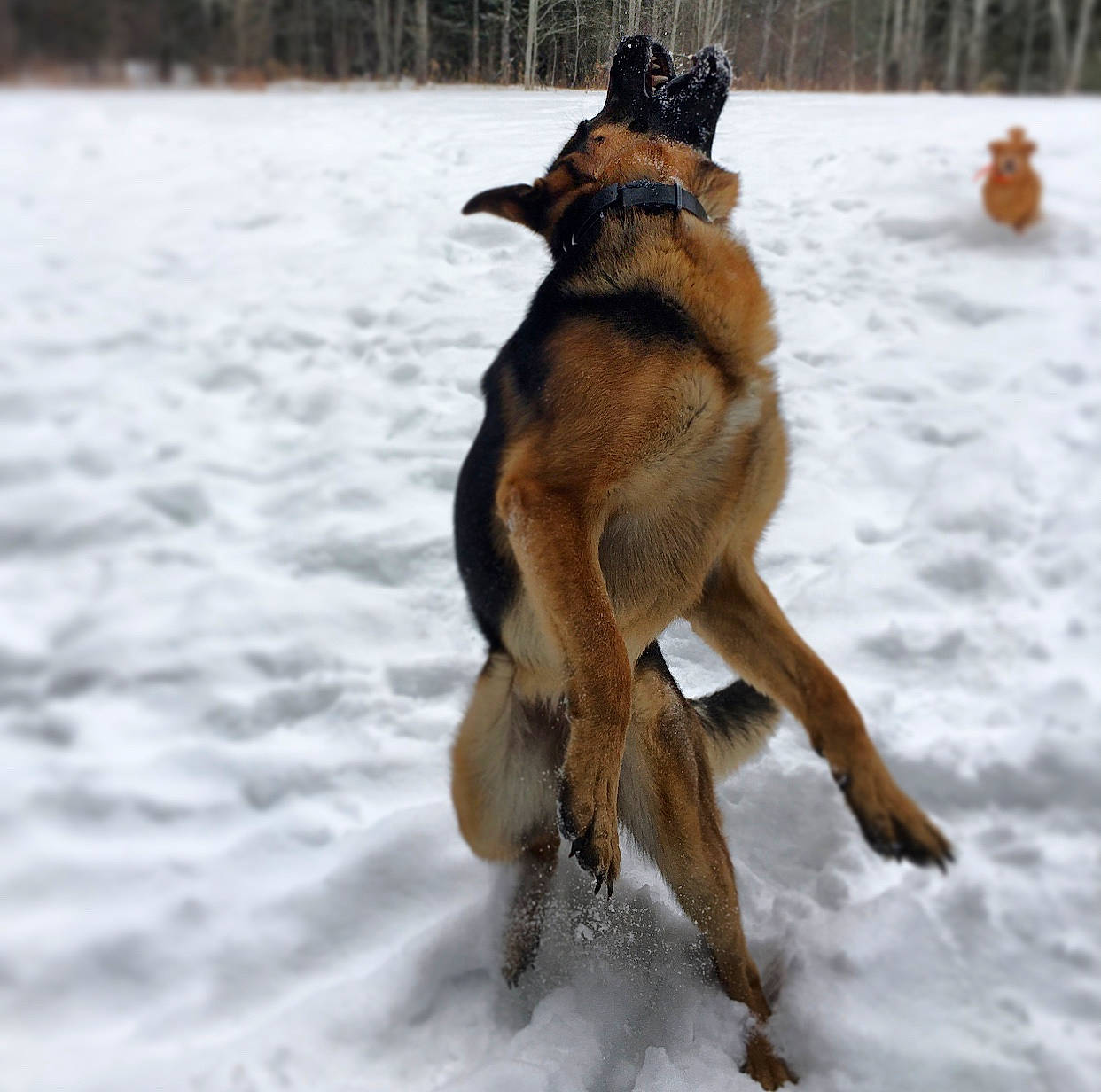Franchi is registered to the contest to win money with this photo: canidae, carnivore, collar, companion_dog, dog, dog_breed, dog_collar, dog_supply, fawn, hunting_dog, old_german_shepherd_dog, paw, pet_supply, snout, snow, sporting_group, tail, terrestrial_animal, winter, working_dog