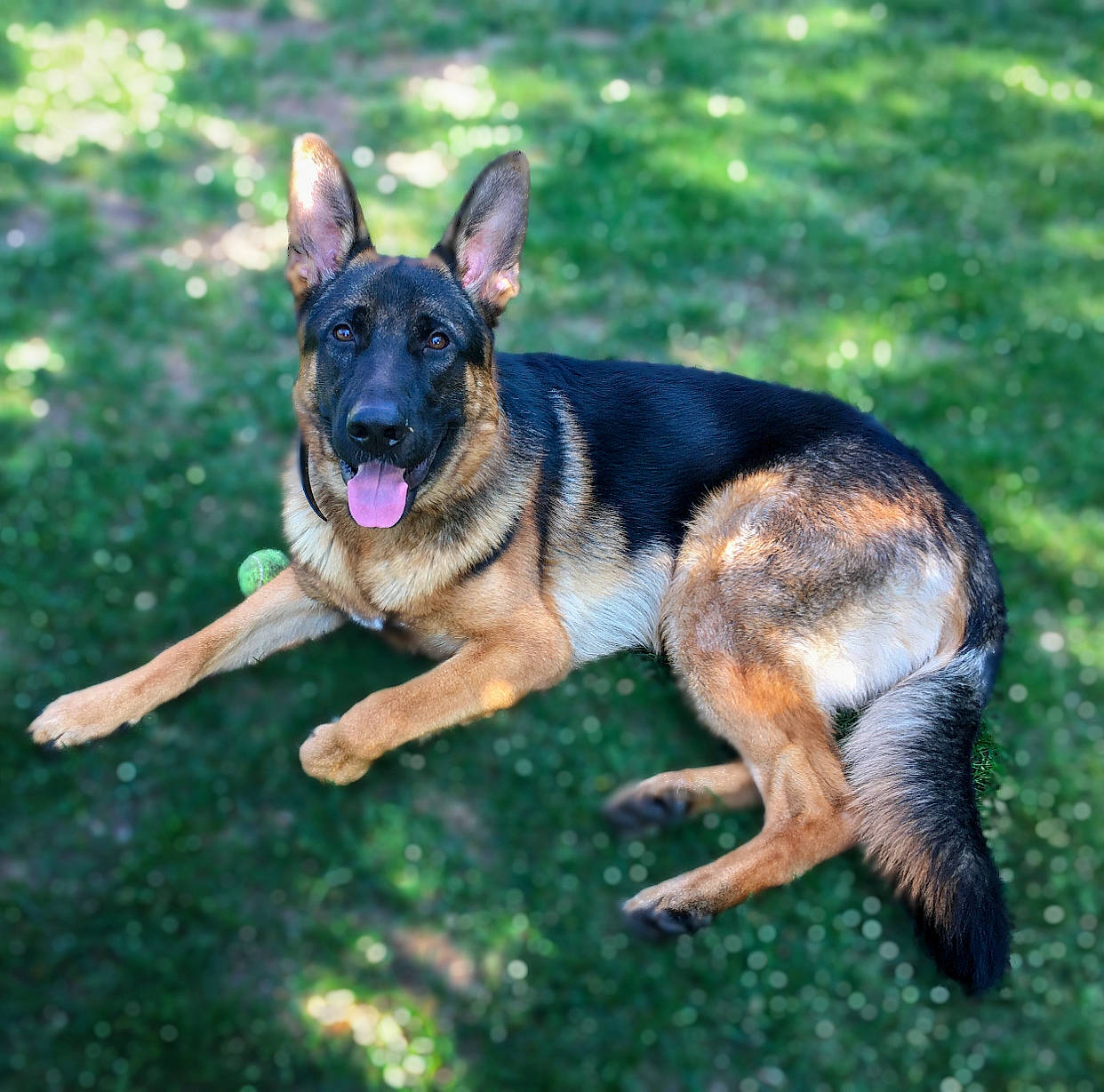 Franchi is registered to the contest to win money with this photo: biting, carnivore, companion_dog, dog, dog_breed, east_european_shepherd, eye, fawn, german_shepherd_dog, grass, guard_dog, herding_dog, king_shepherd, law_enforcement, old_german_shepherd_dog, plant, snout, sporting_group, terrestrial_animal, working_dog