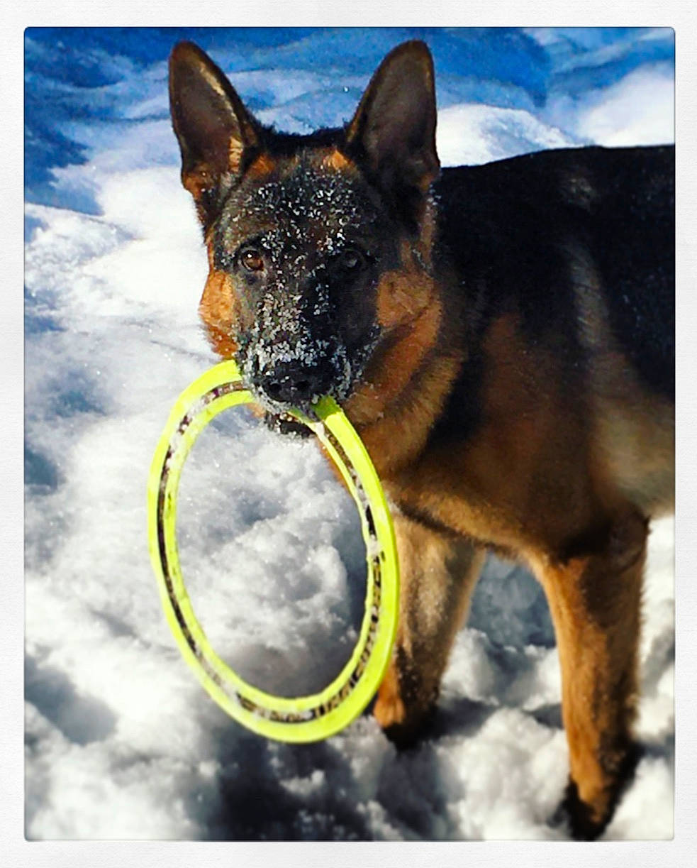 Franchi is registered to the contest to win money with this photo: canidae, carnivore, collar, dog, dog_breed, dog_collar, dog_supply, electric_blue, fawn, german_shepherd_dog, herding_dog, old_german_shepherd_dog, pack_animal, pet_supply, sky, snout, snow, sporting_group, working_animal, working_dog