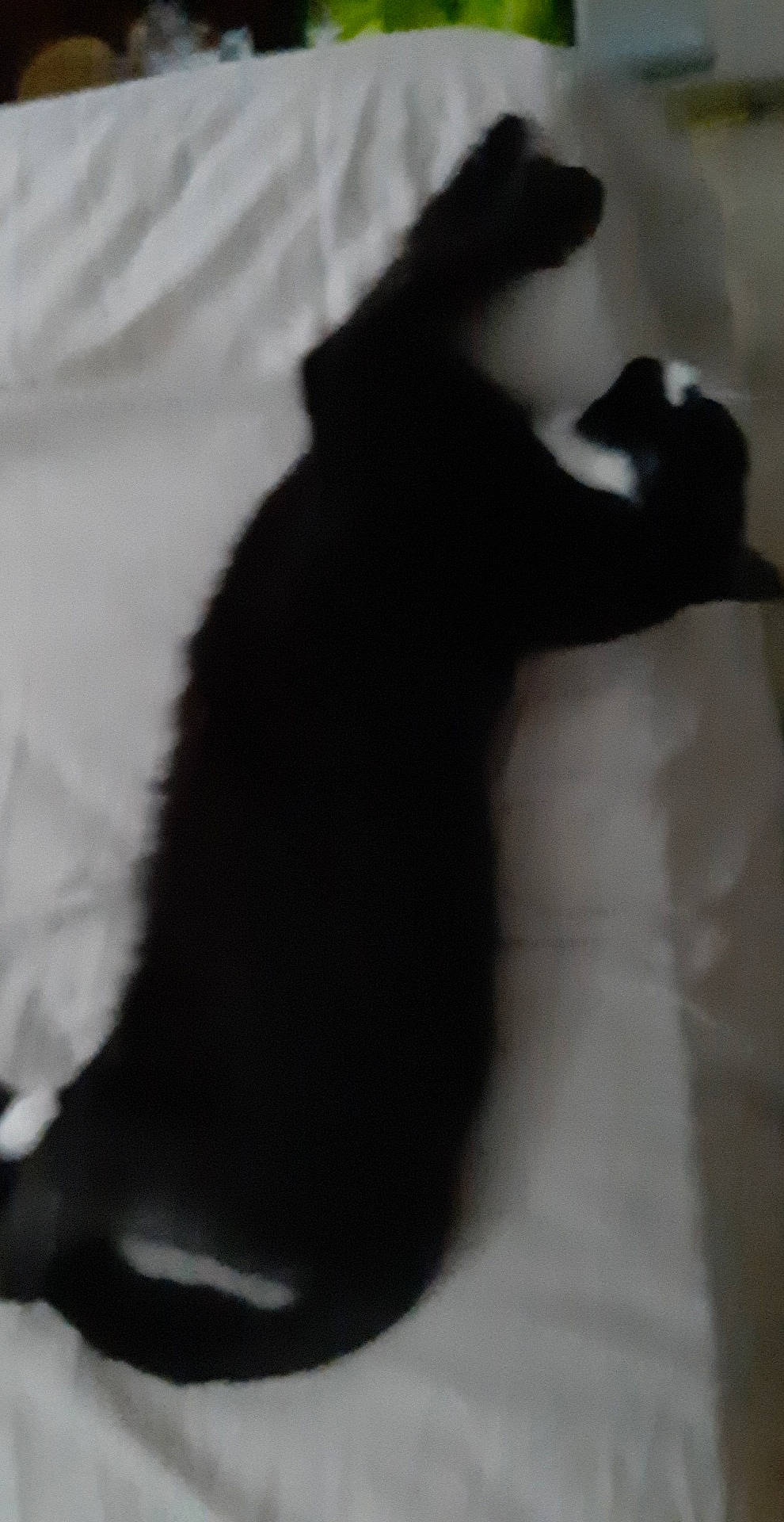 Guizmo participe au concours pour gagner de l'argent avec cette photo : black, black_and_white, black_cat, canidae, carnivore, cat, ear, felidae, fur, kitten, leg, non_sporting_group, photography, shadow, small_to_medium_sized_cats, sporting_group, tail, whiskers