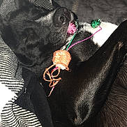 Stormy is registered to the contest to win money with this photo: dog, sleeping, black_dog, toy, blanket, striped_blanket, cozy, indoor, pet, animal, resting, fur, close_up, peaceful, cute, domestic_animal, comfort, relaxation, paw, snout