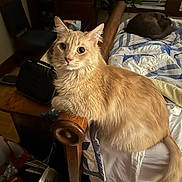 Tobey is registered to the contest to win money with this photo: cat, orange_cat, bed, quilt, furniture, wooden_armrest, indoor, pet, animal, sleeping_cat, curious, fur, domestic_cat, cozy, resting, window_blinds, plant, room, soft_lighting, feline