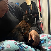 Snickers is registered to the contest to win money with this photo: animal, black_cat, casual, cat, clothing, cozy, curious, cute, floral_pattern, furniture, hand, holding, home, indoor, pajamas, person, pet, relaxing, sitting, stitch_pattern