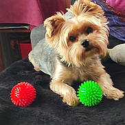 Mops participe au concours pour gagner de l'argent avec cette photo : dog, yorkshire_terrier, pet, toy, red_ball, green_ball, black_blanket, indoor, curious, small_dog, fur, cute, animal, companion, playing, relaxed, head_tilt, cozy, furniture, colorful