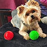 dog, yorkshire_terrier, pet, toy, red_ball, green_ball, black_blanket, indoor, curious, small_dog, fur, cute, animal, companion, playing, relaxed, head_tilt, cozy, furniture, colorful