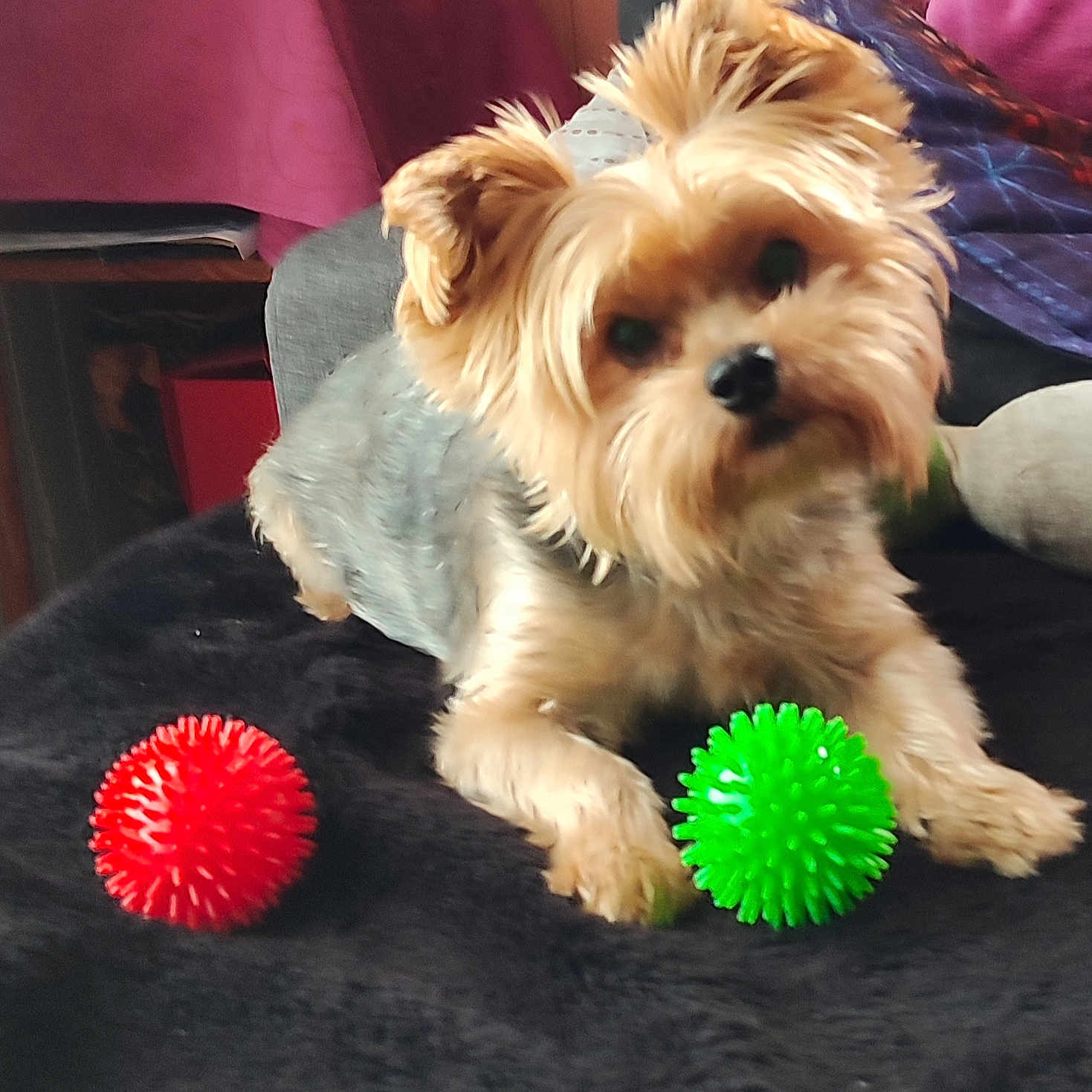 Mops participe au concours pour gagner de l'argent avec cette photo : dog, yorkshire_terrier, pet, toy, red_ball, green_ball, black_blanket, indoor, curious, small_dog, fur, cute, animal, companion, playing, relaxed, head_tilt, cozy, furniture, colorful