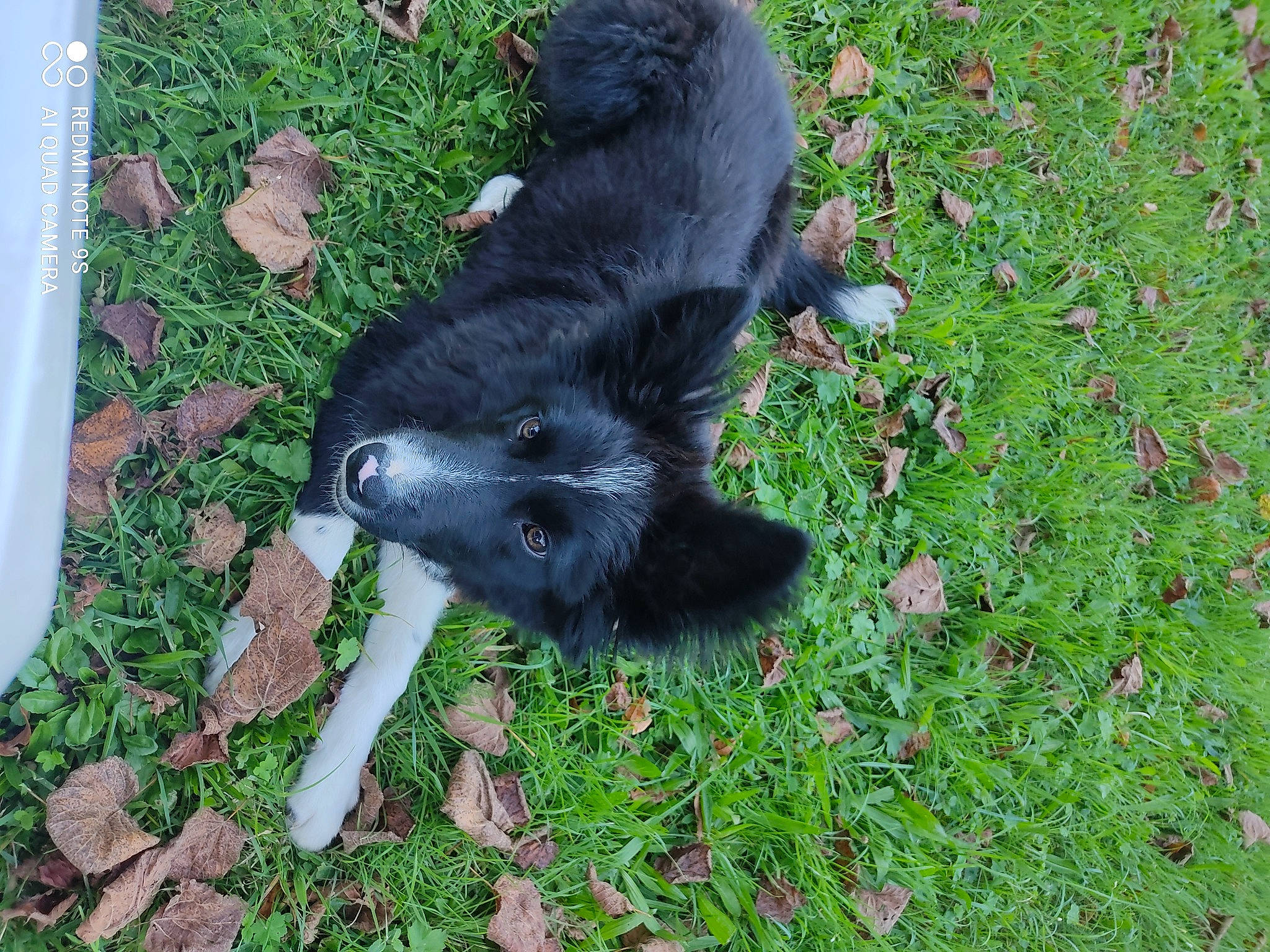 Bandy a rejoint le concours — aidez-le/la à gagner de superbes lots ! black_cat, canidae, carnivore, claw, companion_dog, dog_breed, domestic_short_haired_cat, felidae, fur, grass, groundcover, non_sporting_group, paw, plant, small_to_medium_sized_cats, snout, sporting_group, tail, terrestrial_animal, working_animal