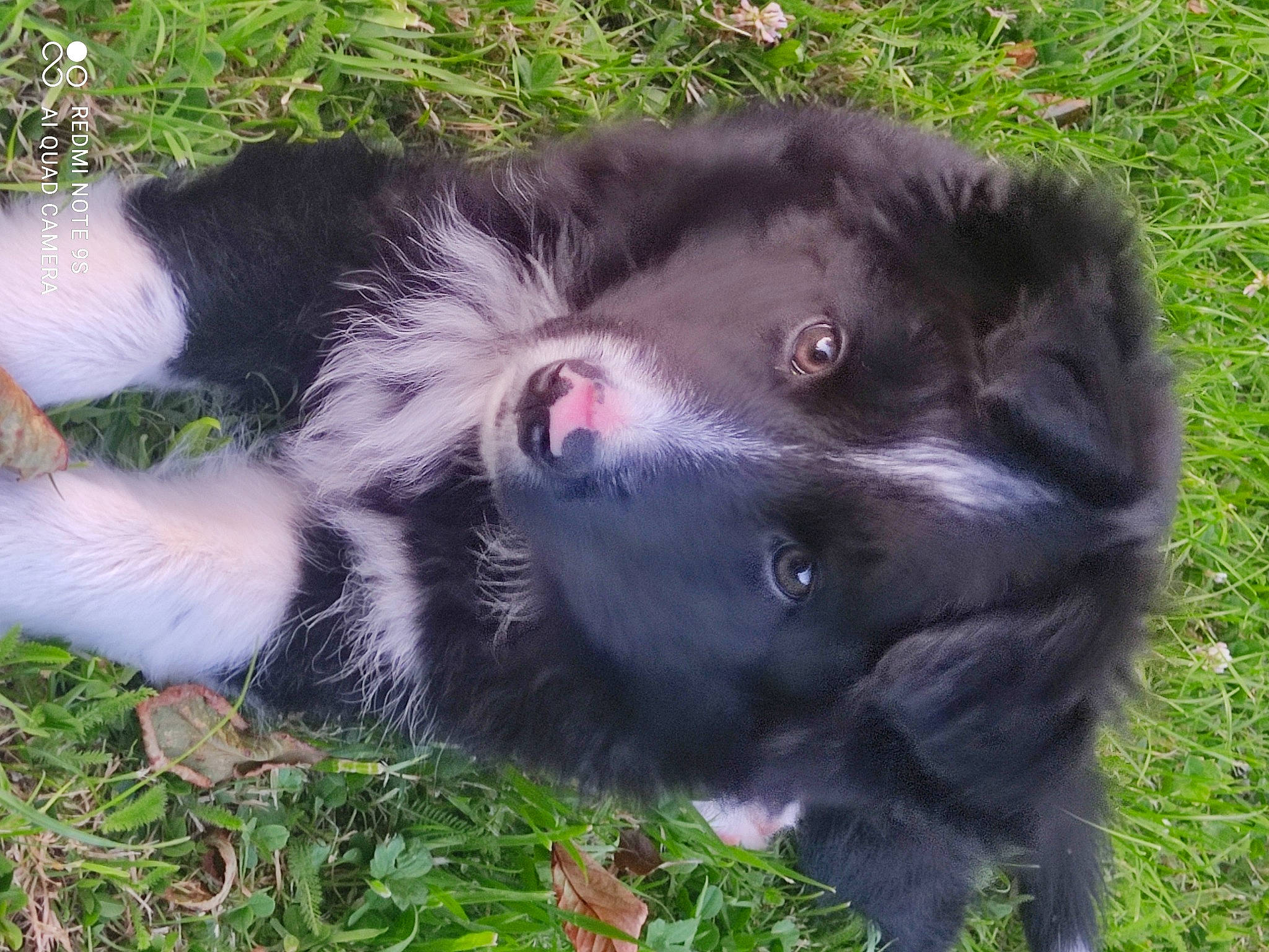Bandy participe au concours pour gagner de l'argent avec cette photo : australian_collie, borador, border_collie, canidae, carnivore, companion_dog, dog, dog_breed, fur, grass, herding_dog, paw, snout, sporting_group, terrestrial_animal, whiskers, working_animal, working_dog