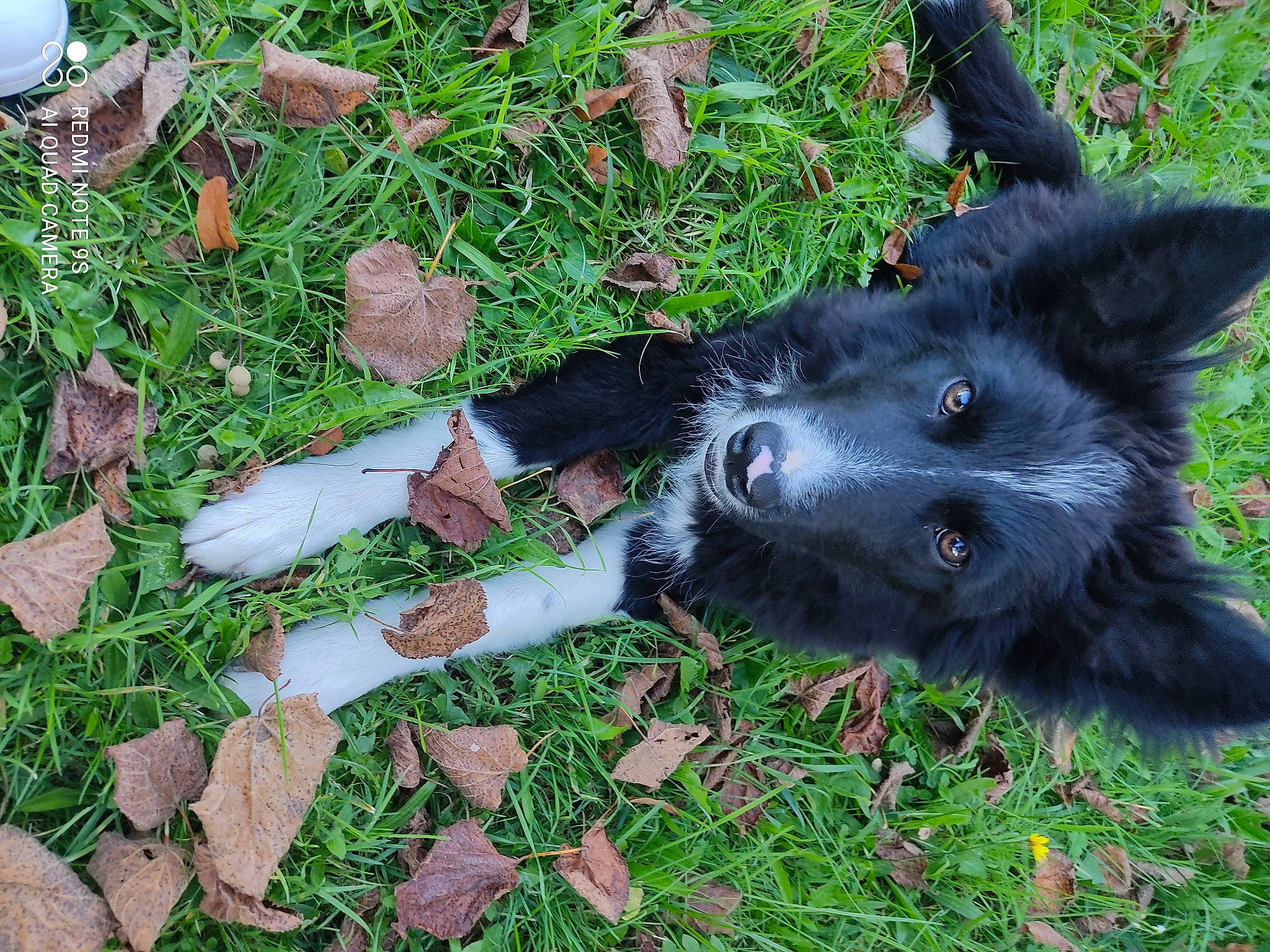 Bandy participe au concours pour gagner de l'argent avec cette photo : borador, carnivore, companion_dog, dog, dog_breed, fur, grass, groundcover, plant, sporting_group, tail, working_animal, working_dog