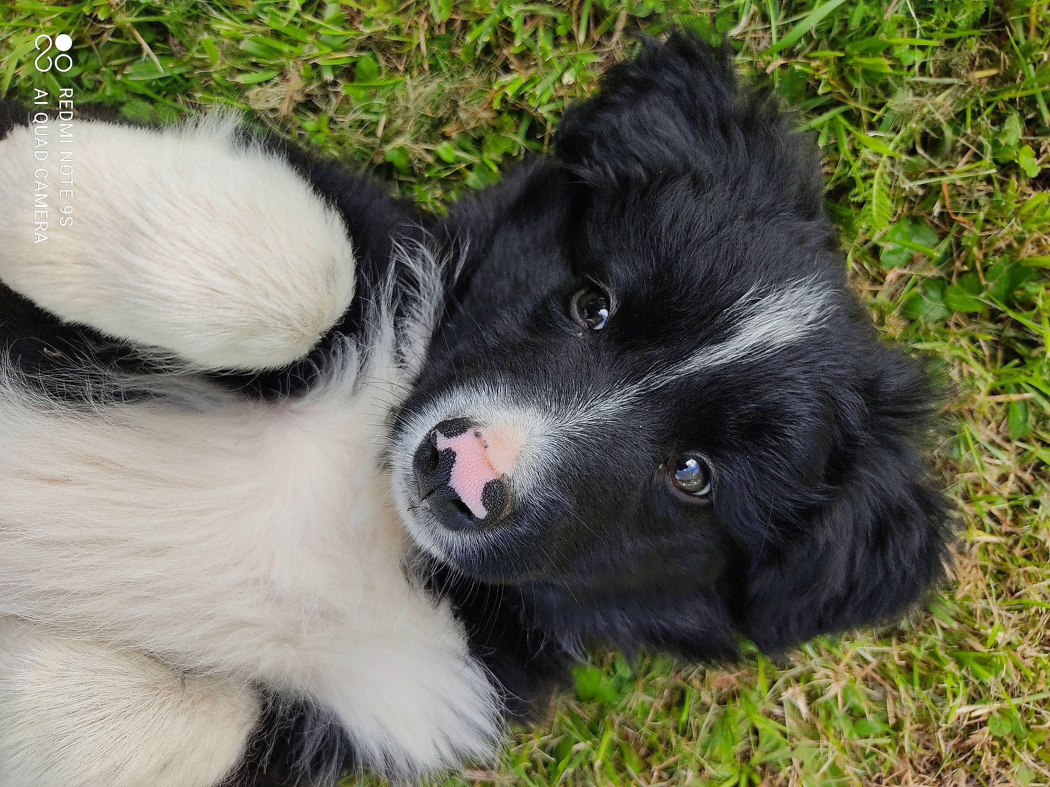 Bandy a rejoint le concours — aidez-le/la à gagner de superbes lots ! border_collie, canidae, carnivore, companion_dog, dog, dog_breed, fur, german_spitz, german_spitz_klein, grass, herding_dog, non_sporting_group, plant, snout, sporting_group, terrestrial_animal, whiskers, working_animal, working_dog
