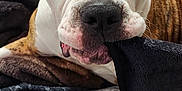 Maggie joined the competition — help win amazing prizes! dog, pet, close_up, blanket, brown, white, indoor, fur, face, nose, ears, eyes, comfort, cozy, animal, expression, wrinkles, lying_down, soft, cute