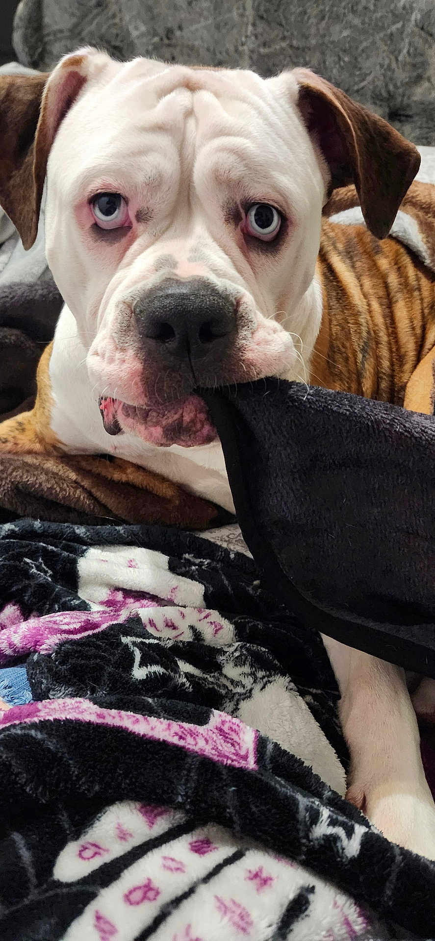 Maggie is registered to the contest to win money with this photo: dog, close_up, blue_eyes, white_fur, brown_fur, blanket, fabric, indoor, pet, animal, snout, ears, fur, portrait, lying_down, cozy, expression, pink_skin, wrinkles, paw