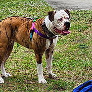 Maggie joined the competition — help win amazing prizes! dog, brindle, blue_eyes, harness, leash, grass, outdoor, pet, canine, standing, side_view, tongue_out, walk, nature, yard, ground, blue_bag, pathway, daylight, alert