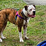 dog, brindle, blue_eyes, harness, leash, grass, outdoor, pet, canine, standing, side_view, tongue_out, walk, nature, yard, ground, blue_bag, pathway, daylight, alert