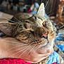 cat, tabby, animal, pet, sleeping, relaxed, whiskers, ears, nose, hand, human, quilt, indoor, closeup, feline, comfort, cute, cozy, resting, domestic