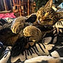 cat, tabby, paws, tail, blanket, cozy, indoor, pet, fur, animal, cute, relaxed, closeup, pattern, soft, claws, whiskers, bedroom, resting, curious