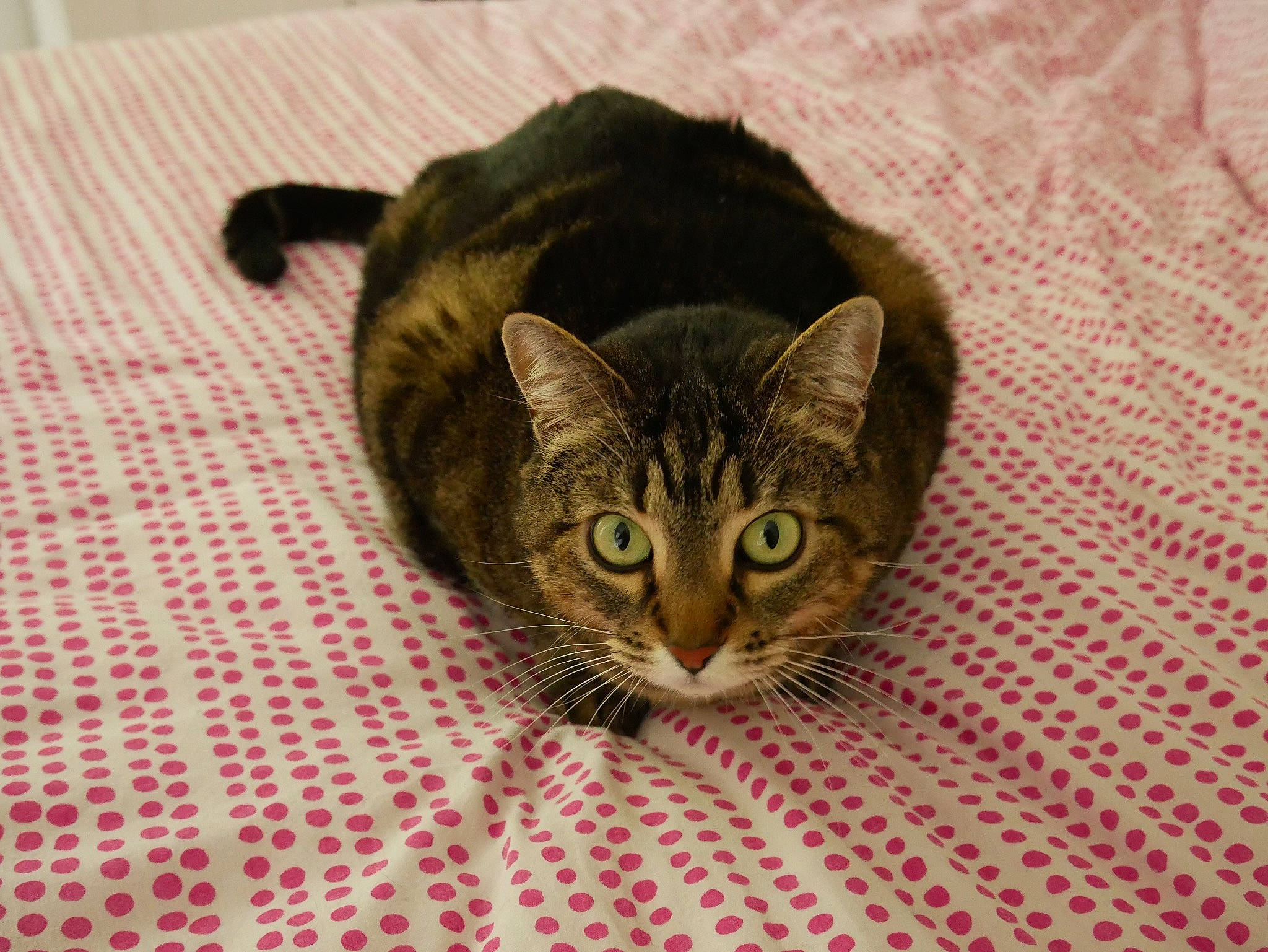 Biscotte a rejoint le concours — aidez-le/la à gagner de superbes lots ! american_shorthair, asian, bengal, california_spangled, carnivore, cat, domestic_short_haired_cat, dragon_li, ear, european_shorthair, eye, felidae, fur, kitten, mammal, ocicat, small_to_medium_sized_cats, snout, tabby_cat, whiskers