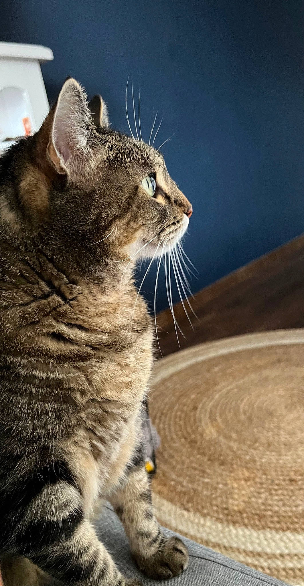 Biscotte participe au concours pour gagner de l'argent avec cette photo : carnivore, cat, claw, darkness, domestic_short_haired_cat, felidae, fur, grass, lamp, paw, small_to_medium_sized_cats, snout, tail, terrestrial_animal, whiskers, wildlife, window, wood