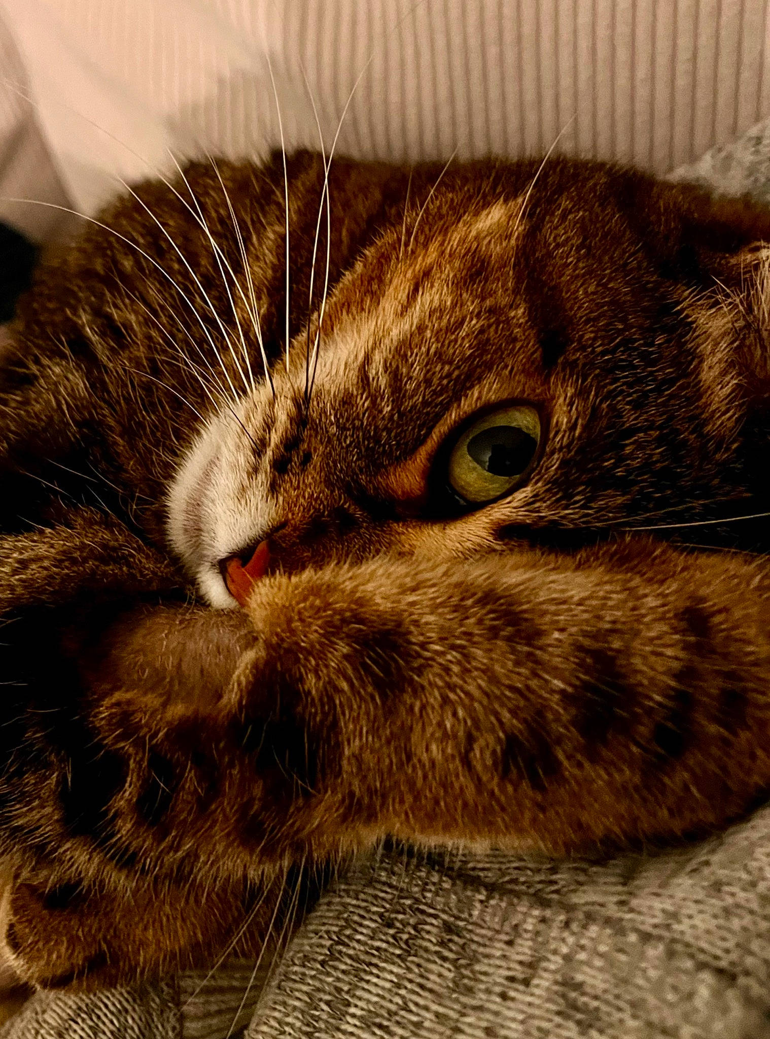 Biscotte participe au concours pour gagner de l'argent avec cette photo : brown, carnivore, cat, claw, comfort, domestic_short_haired_cat, ear, eye, felidae, fur, head, iris, metal, paw, small_to_medium_sized_cats, snout, tail, terrestrial_animal, whiskers, wildlife