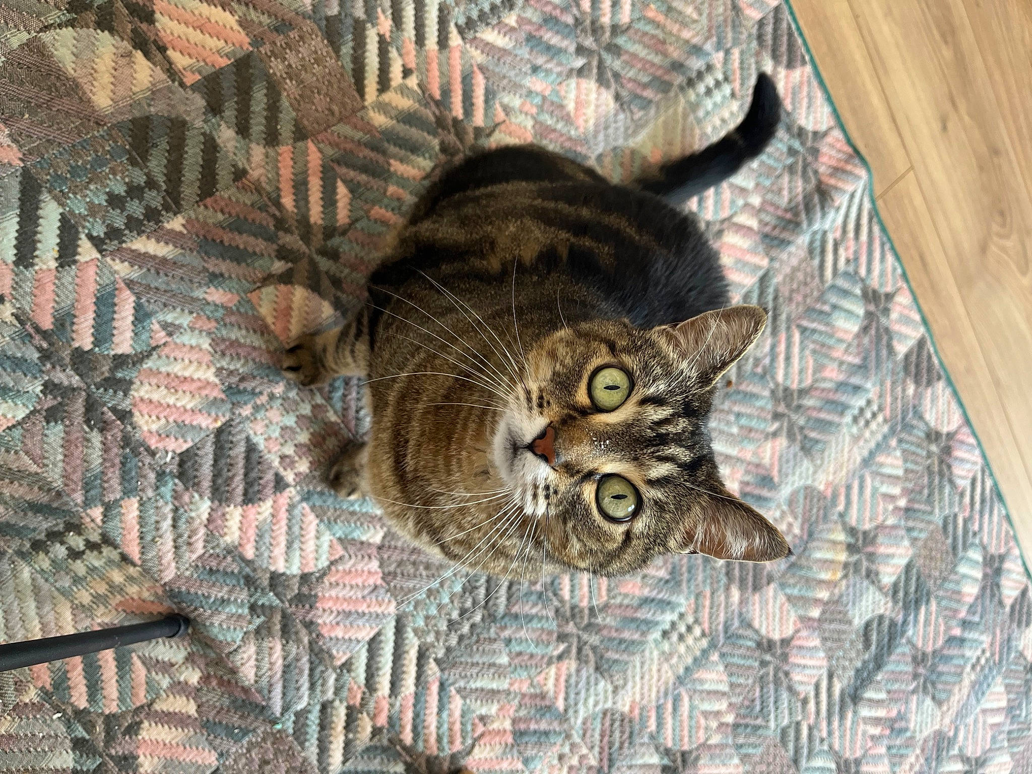 Biscotte participe au concours pour gagner de l'argent avec cette photo : carnivore, cat, ceiling, comfort, domestic_short_haired_cat, fawn, felidae, flooring, fur, grey, hardwood, linens, pattern, small_to_medium_sized_cats, snout, tail, terrestrial_animal, whiskers, wildlife, wood