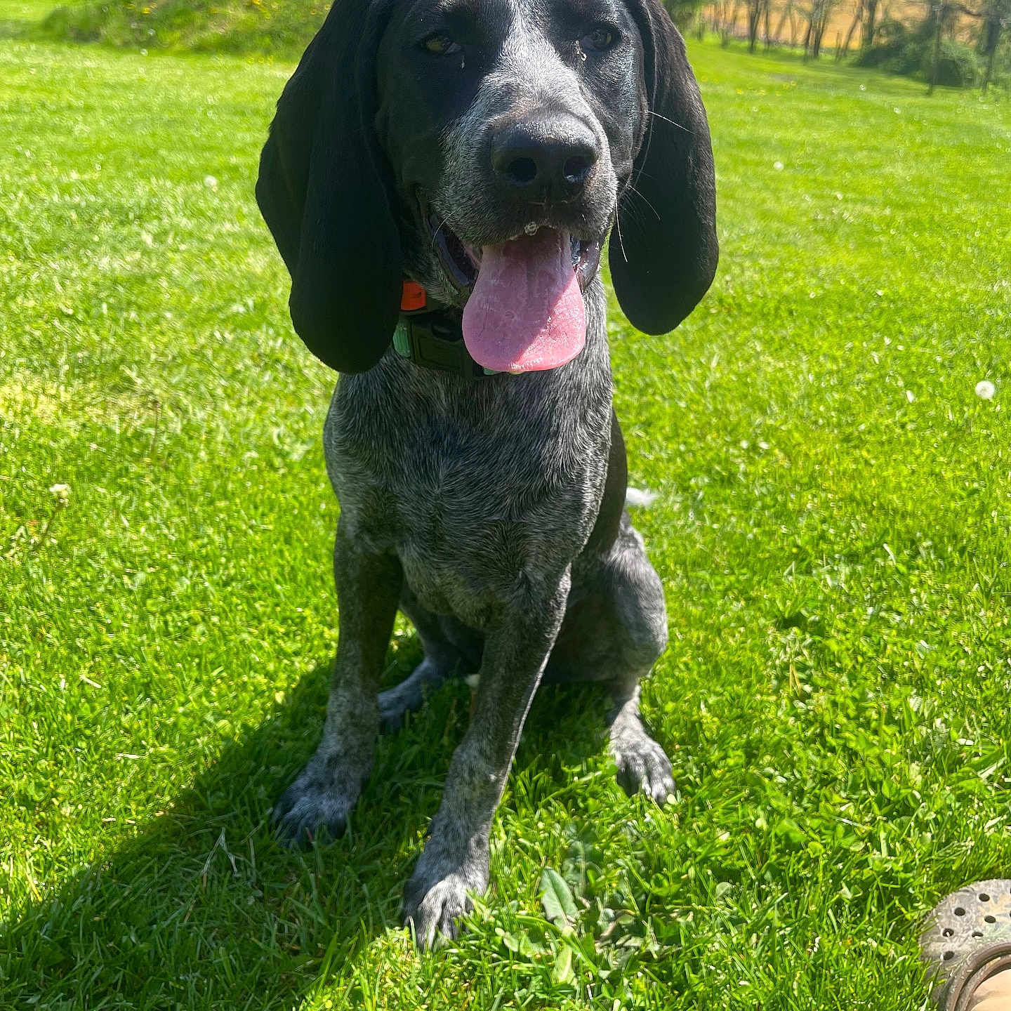 Molly joined the competition — help win amazing prizes! animal, canine, clothing, dog, field, footwear, grass, grassland, hound, lawn, nature, outdoors, park, pet, plant, pointer, puppy, shoe, tree, vegetation