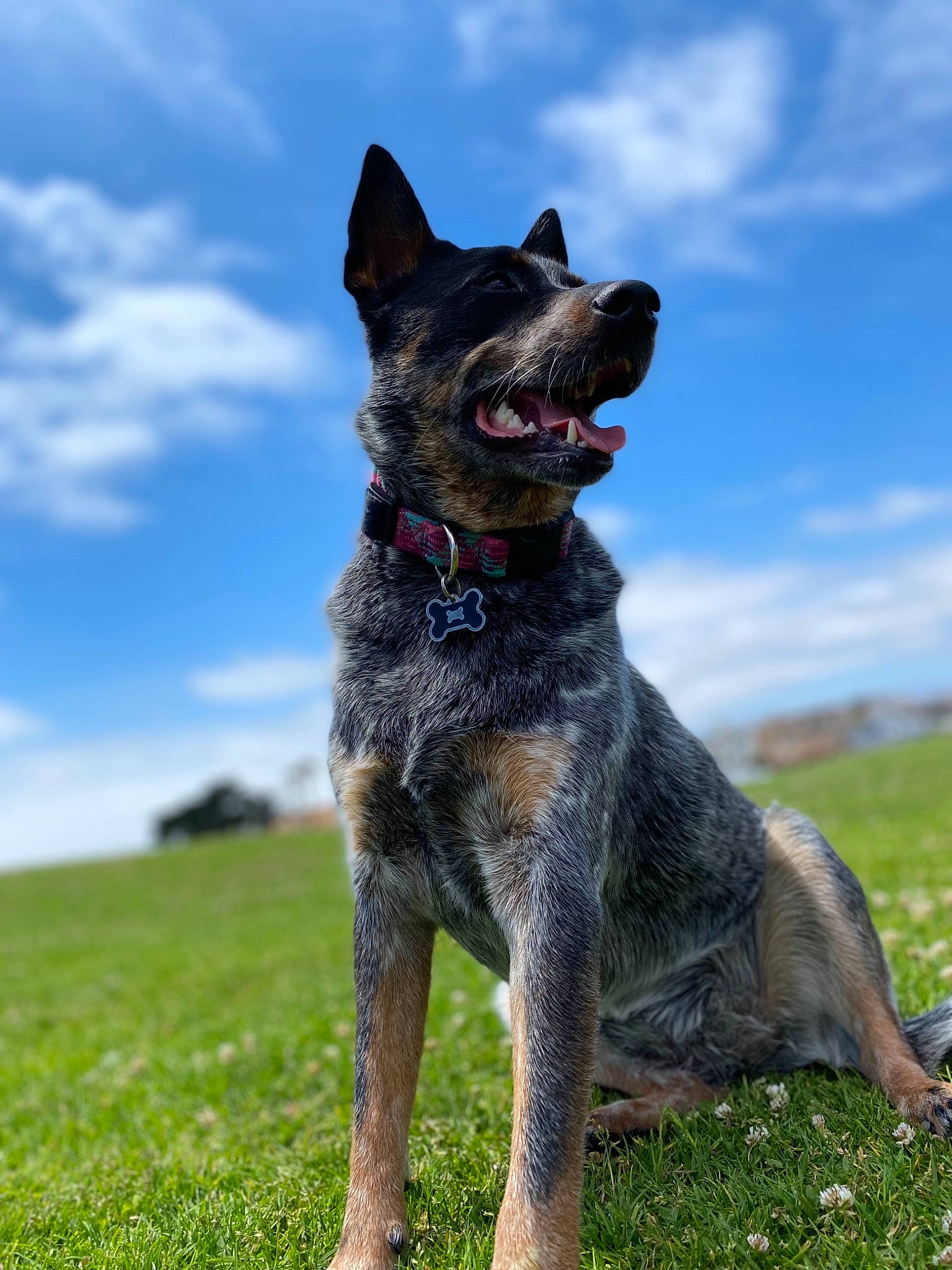 Chica is registered to the contest to win money with this photo: canidae, carnivore, cloud, collar, companion_dog, dog, dog_breed, grass, grassland, guard_dog, herding_dog, hunting_dog, non_sporting_group, sky, snout, sporting_group, tail, terrestrial_animal, working_dog