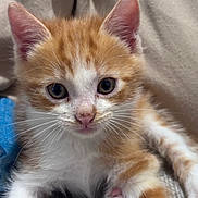 Kroquette participe au concours pour gagner de l'argent avec cette photo : kitten, cat, orange_and_white, feline, pet, animal, close_up, portrait, whiskers, ears, eyes, nose, paw, paw_pads, fur, striped_fur, cuddly, blanket, indoor, cute