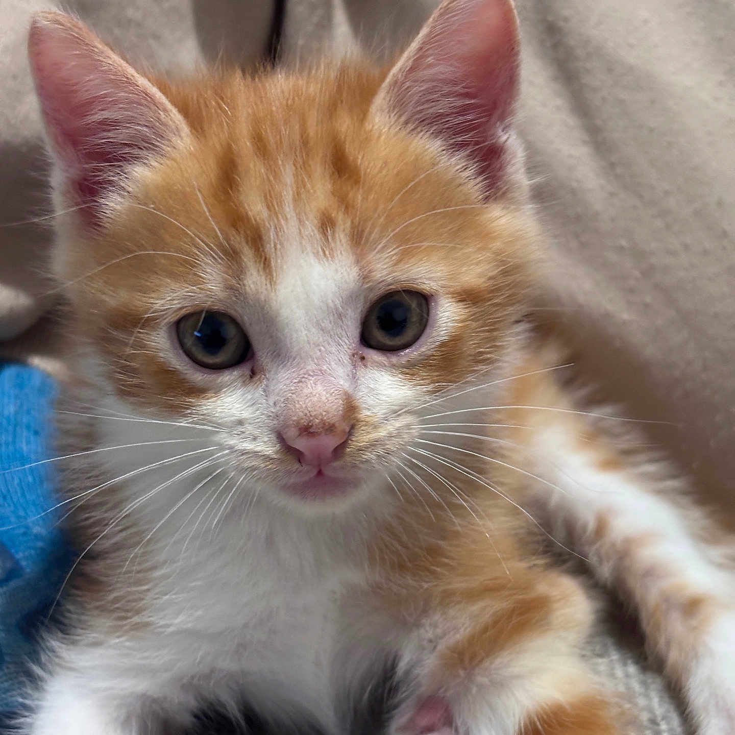 Kroquette participe au concours pour gagner de l'argent avec cette photo : kitten, cat, orange_and_white, feline, pet, animal, close_up, portrait, whiskers, ears, eyes, nose, paw, paw_pads, fur, striped_fur, cuddly, blanket, indoor, cute