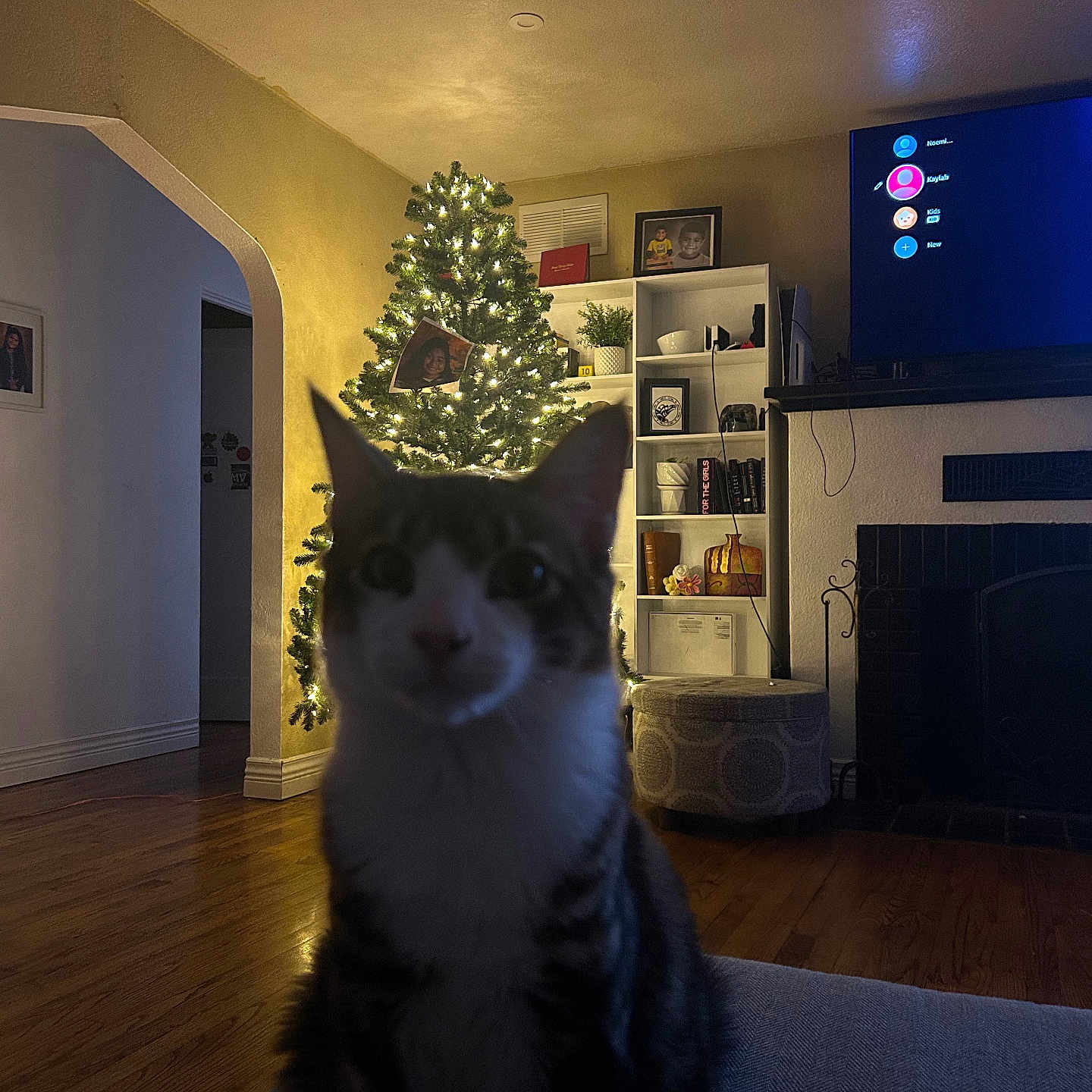 Melo joined the competition — help win amazing prizes! blurred, cat, christmas_tree, cozy, curious, decor, fireplace, furniture, holiday_lights, home, indoor, living_room, ornaments, pet, plant, shelf, sitting, television, warm_lighting, wooden_floor