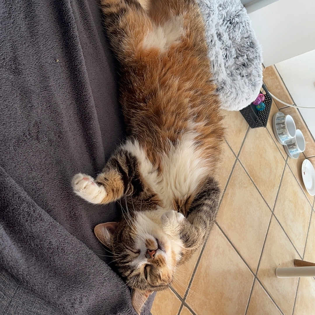 Iris a rejoint le concours — aidez-le/la à gagner de superbes lots ! animal, blanket, cat, comfort, cozy, cute, domestic, feline, floor, fluffy, home, indoor, paws, pet, relaxed, resting, sleeping, tabby, tile, whiskers