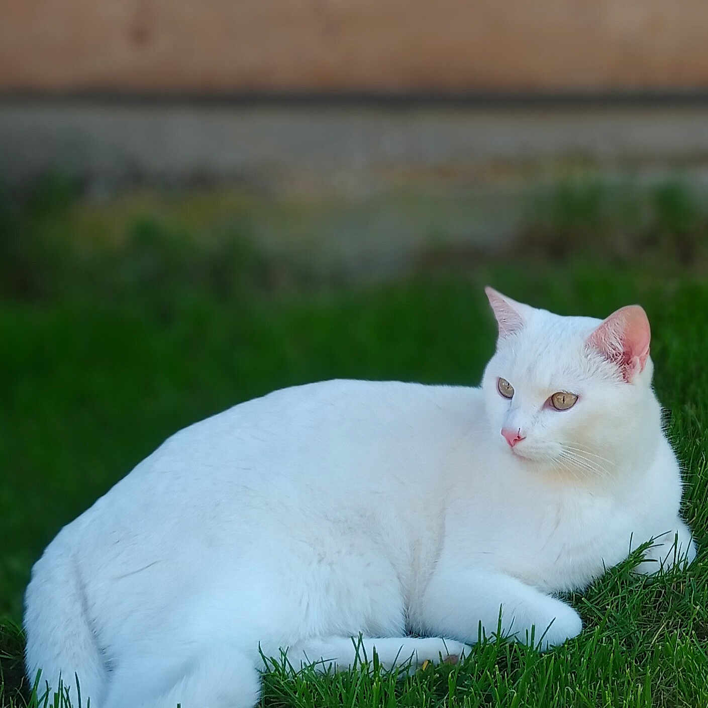 Milo
