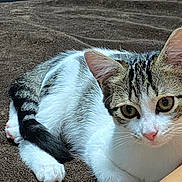 Arya a rejoint le concours — aidez-le/la à gagner de superbes lots ! cat, tabby, white, pet, animal, feline, whiskers, ears, eyes, paws, fur, cute, resting, indoors, blanket, brown, closeup, curious, cozy, portrait