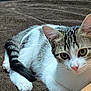 cat, tabby, white, pet, animal, feline, whiskers, ears, eyes, paws, fur, cute, resting, indoors, blanket, brown, closeup, curious, cozy, portrait