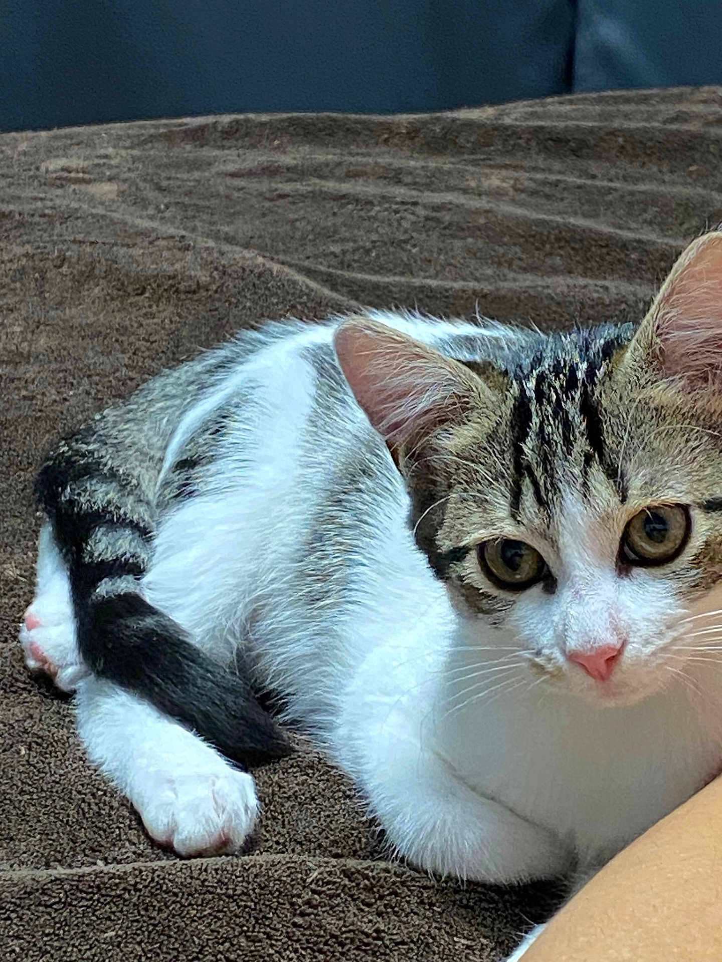 Arya