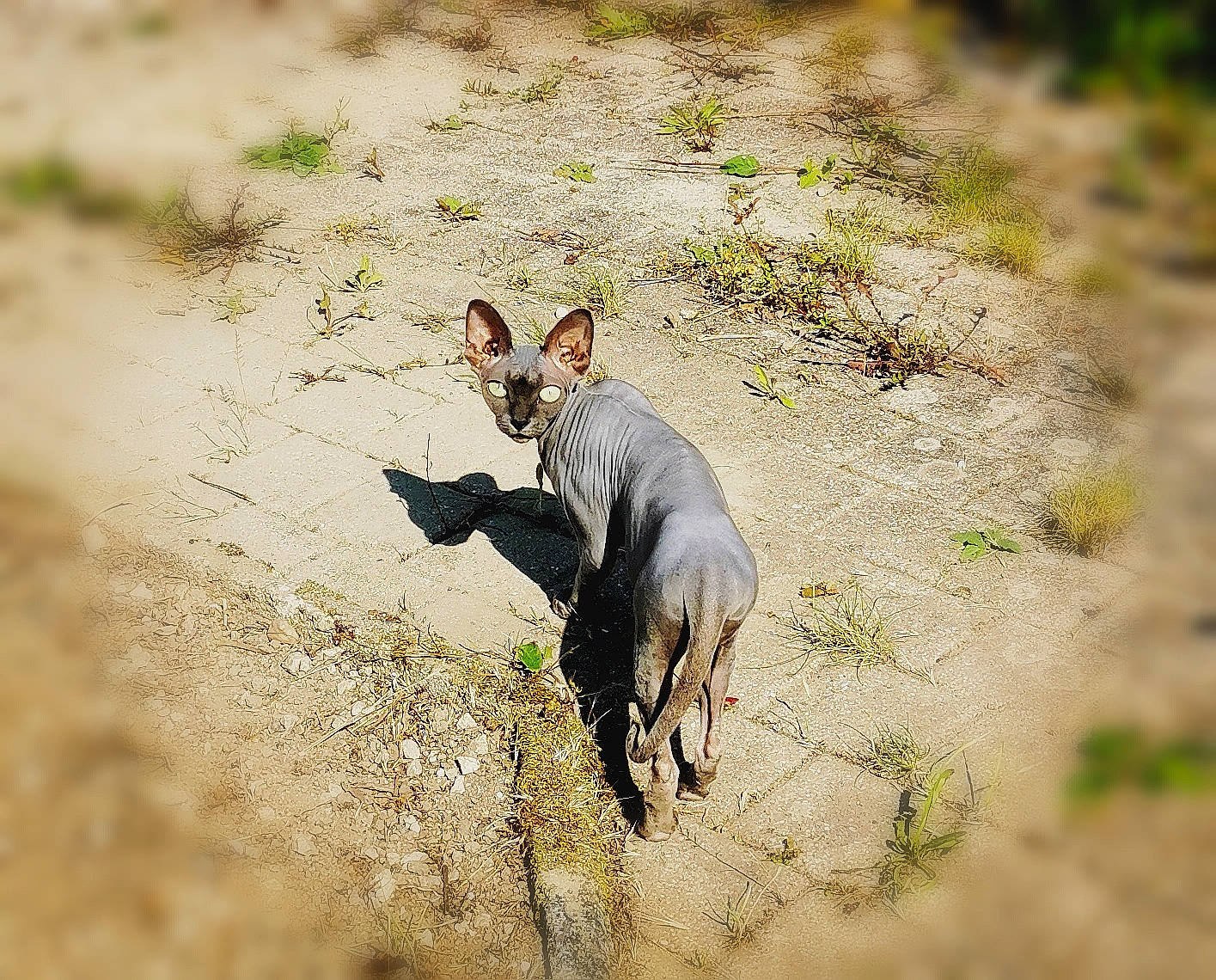 Hyta a rejoint le concours — aidez-le/la à gagner de superbes lots ! canidae, carnivore, companion_dog, dog, dog_breed, fawn, grass, grassland, hunting_dog, landscape, mammal, plant, shadow, soil, tail, terrestrial_animal, terrier, toy_dog, vertebrate, wildlife